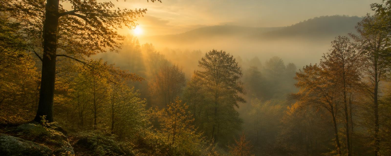 Misty hardwood forest at dawn
